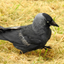 Big Year Birding GB icon