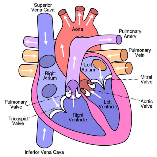 Peds Cardiology Handbook app icon