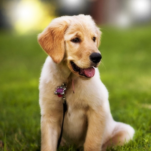 Animal Sounds for Kids.! app icon