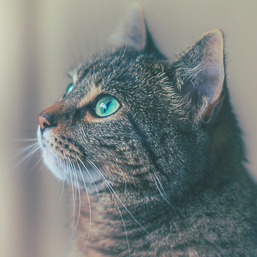 Kitty App - Care my Cat app icon