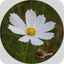 MesaClip icon