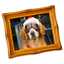 Spect icon