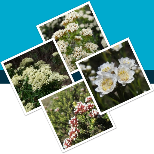 Key to the Cassinia group app icon