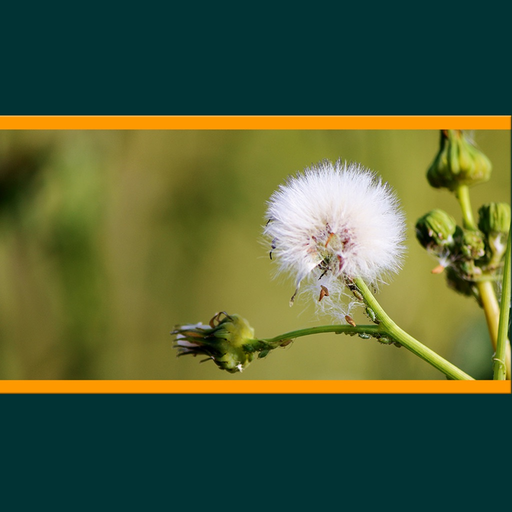 Weeds of Australian Cotton app icon