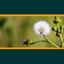 Weeds of Australian Cotton icon