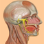 Die Anatomie Quiz icon