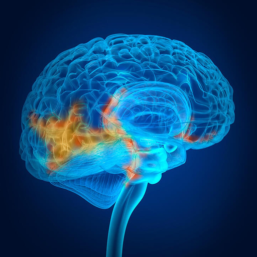 Nervous System Flashcards app icon