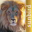 The Golden Safari Guide icon