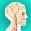 Anatomy and Physiology GO icon