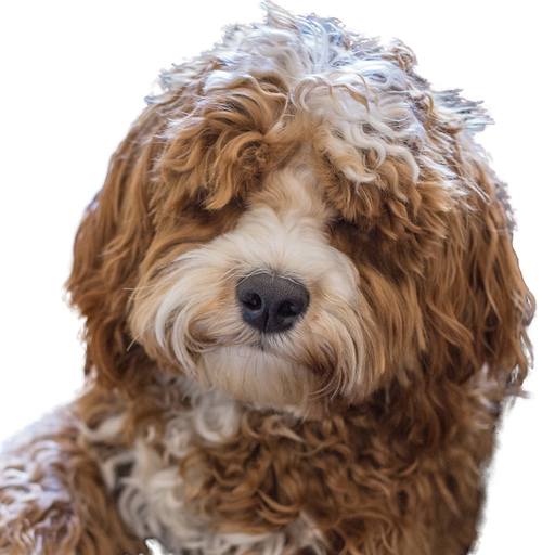 Labradoodle Stickers app icon
