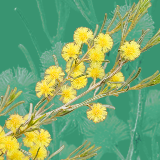 Wattle - Acacias of Australia app icon