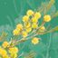 Wattle - Acacias of Australia icon