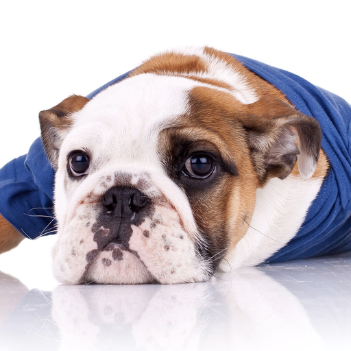 English Bulldog Stickers app icon
