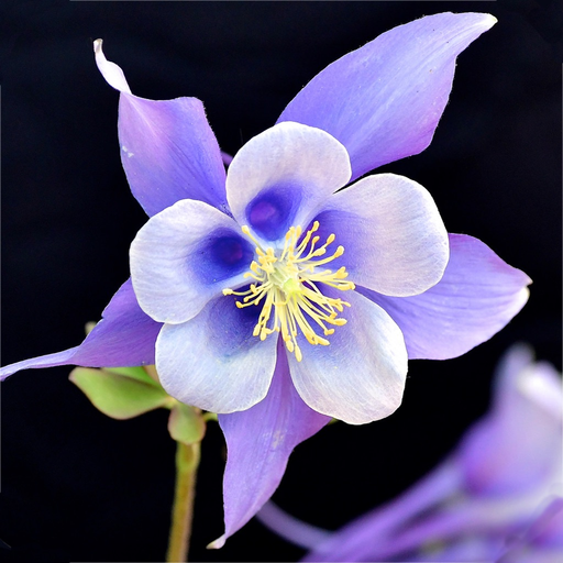 Colorado Wildflower Search app icon