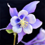 Colorado Wildflower Search icon