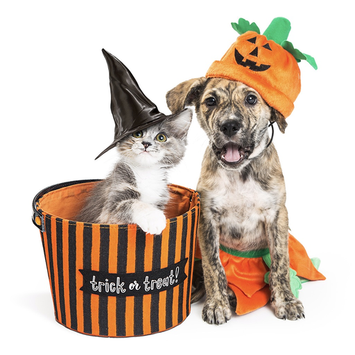 Halloween Pets Sticker Pack app icon