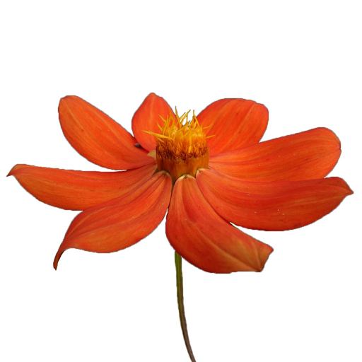 Northwest Mexico Wildflowers app icon