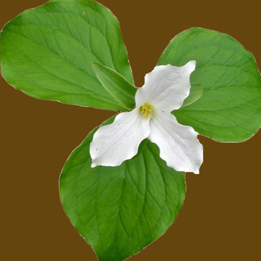 Smoky Mountains Wildflowers app icon