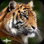 Animal Sounds Puzzles for Kids icon