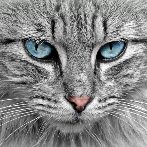 Cute Cat Collection app icon