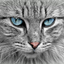 Cute Cat Collection icon