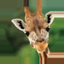 Animals of Africa icon