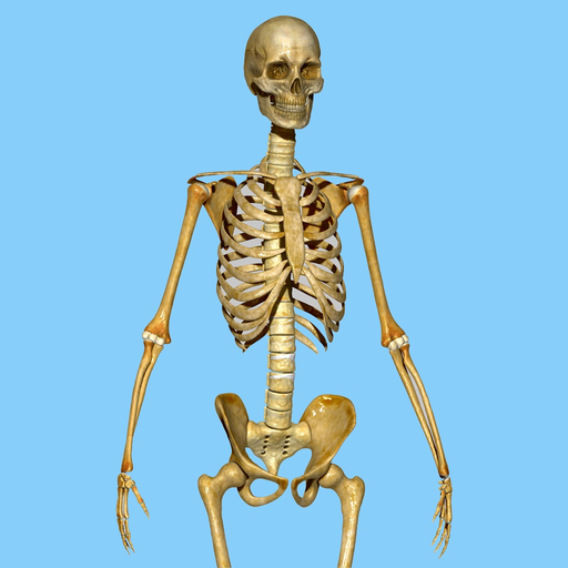 Skeletal System Quizzes app icon