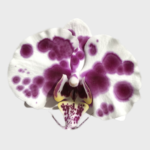 Real Orchid Stickers app icon