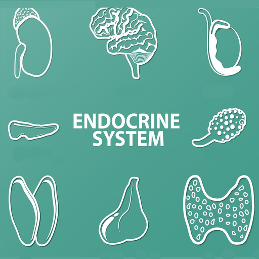 Endocrine System Quizzes app icon