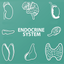 Endocrine System Quizzes icon
