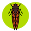 Cicada Safari icon