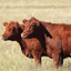 Stock Assessment icon