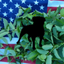 KRATOM WATCHDOG icon