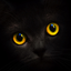 Blackсatсard icon