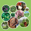 Tropical Forages icon