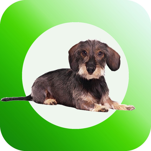 Dachshund Sticker Pack app icon