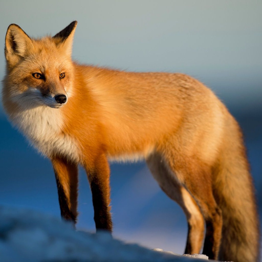 Fox Hunting Calls app icon