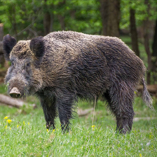 Hog Hunting Calls app icon