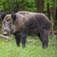 Hog Hunting Calls icon