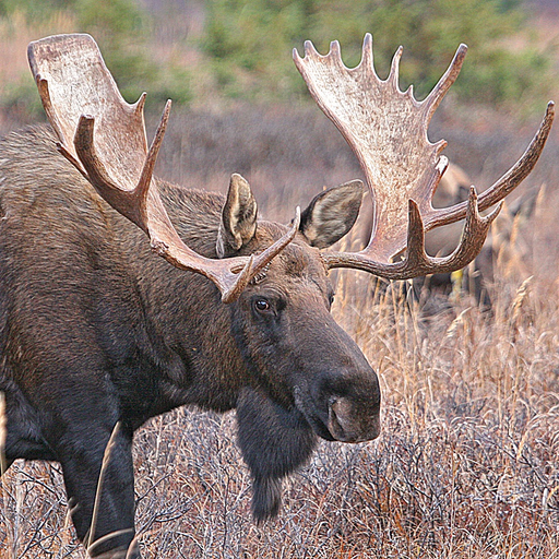 Bull-Cow Moose Hunting Calls app icon