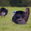 Turkey Hen-Tom Hunting Calls icon