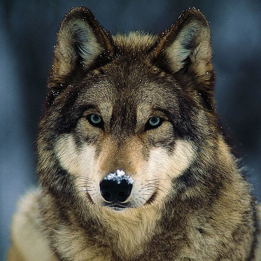 Wolf Hunting Calls app icon