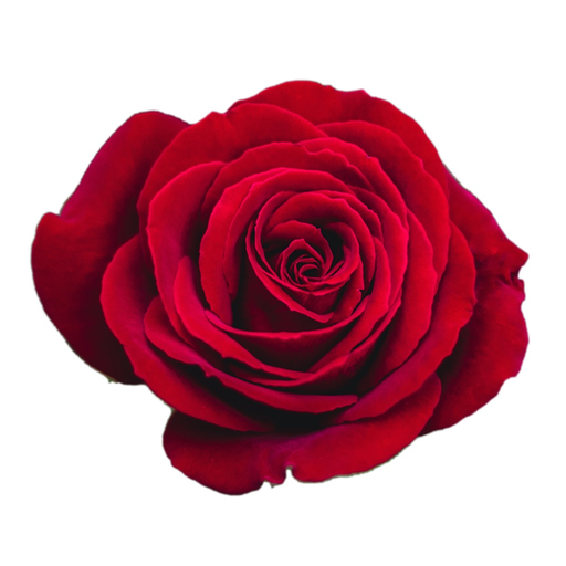 Lovely Flower Collection app icon