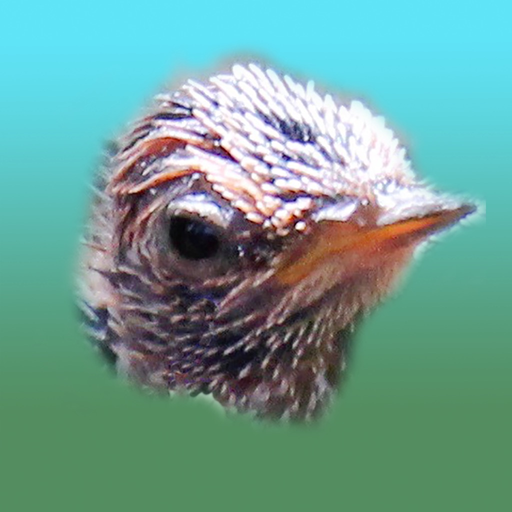 Baby Hummingbirds app icon