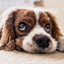 Pixel Pic - Quiz Word Game icon