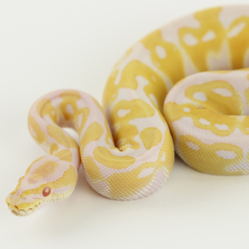 REPTILE TRADE app icon