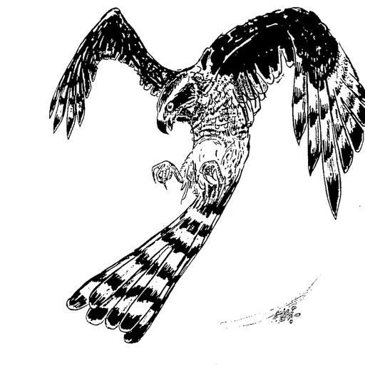 BC iSpecies Goshawk app icon