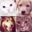 Chats & Chiens : Races et Quiz icon
