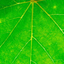 Save the Waste icon