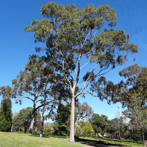 Australian Tree ID app icon